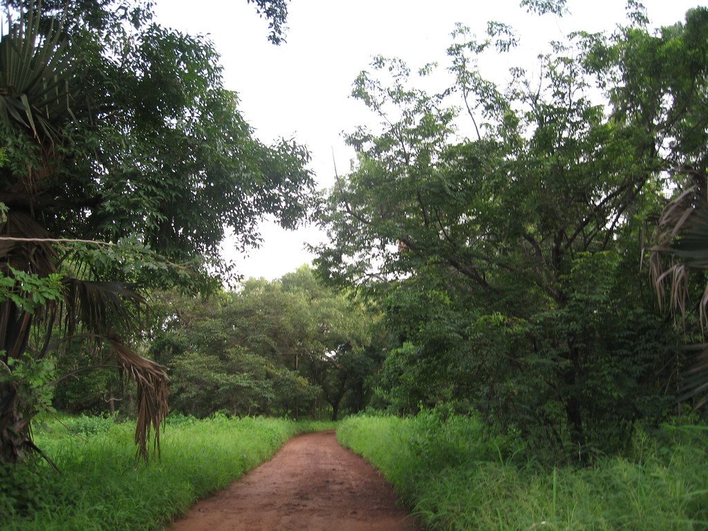 Macky Sall en la ONU: proteger la naturaleza, un compromiso mundial